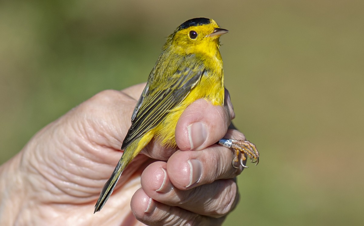 Wilson's Warbler - John Longhenry