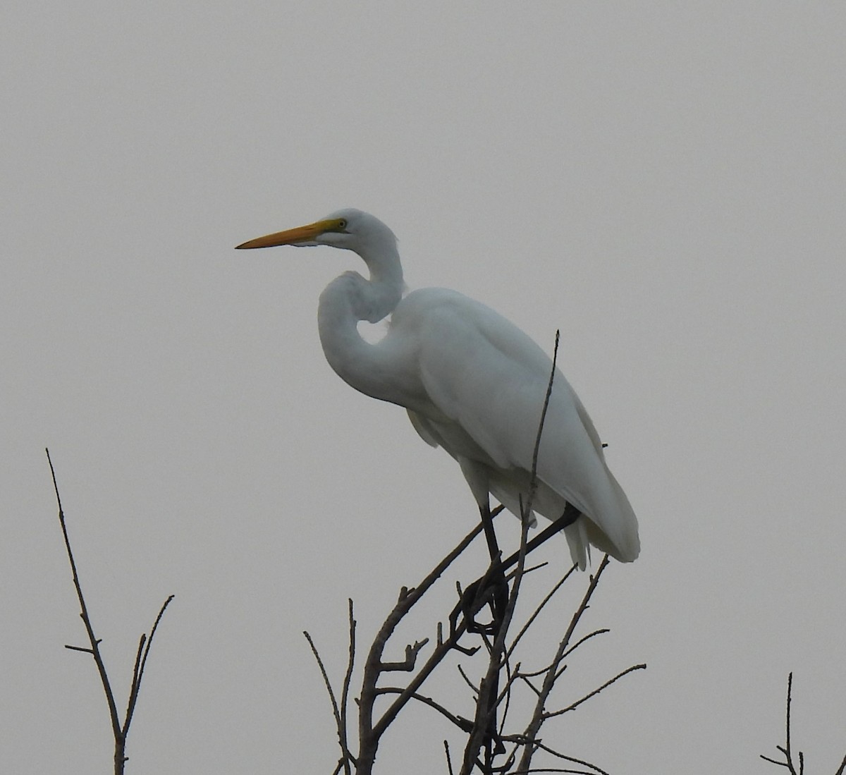 Большая белая цапля (egretta) - ML623998806