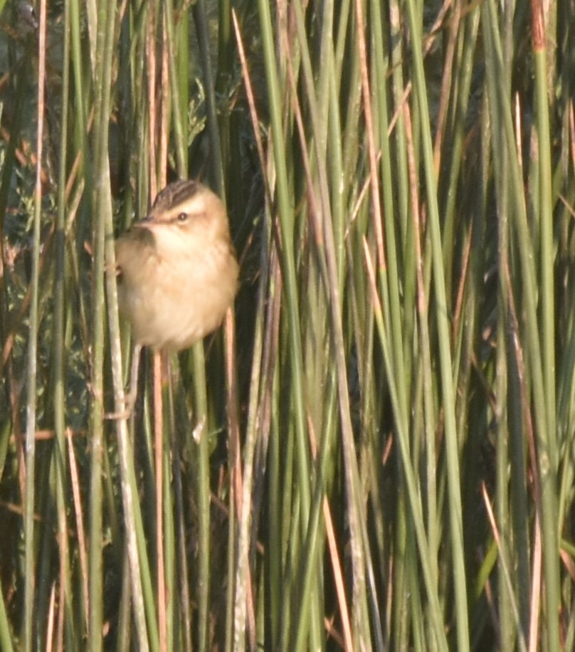 Sedge Warbler - Luís Santos