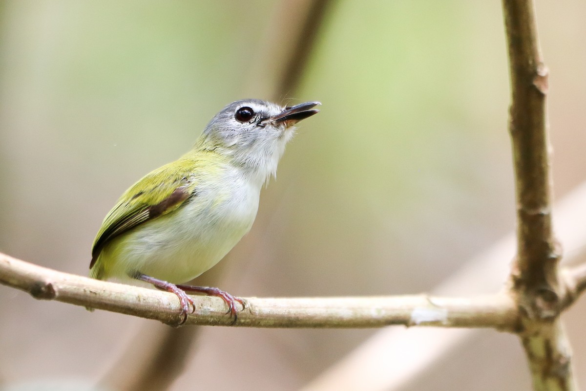 Short-tailed Pygmy-Tyrant - ML623998838