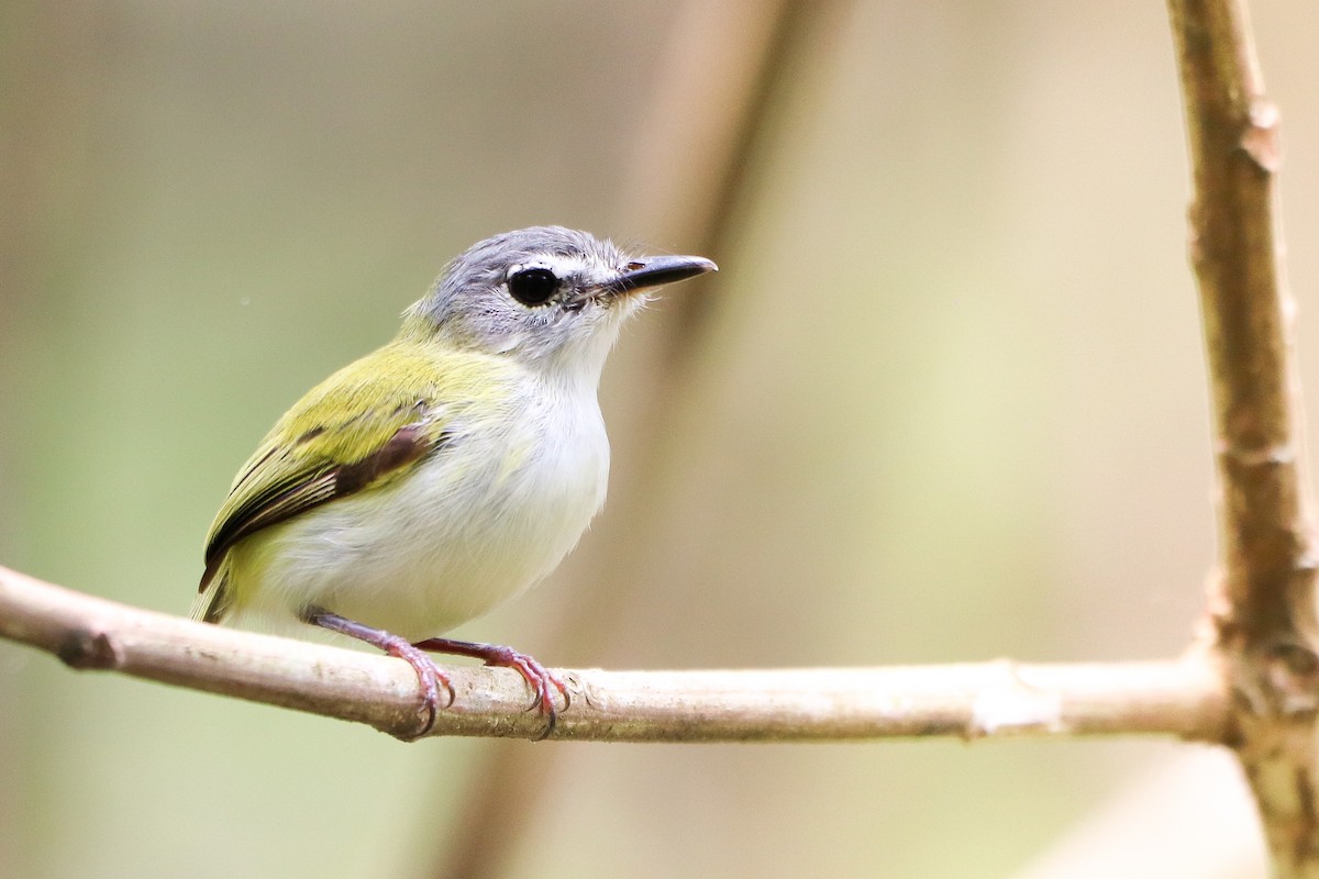 Short-tailed Pygmy-Tyrant - ML623998841