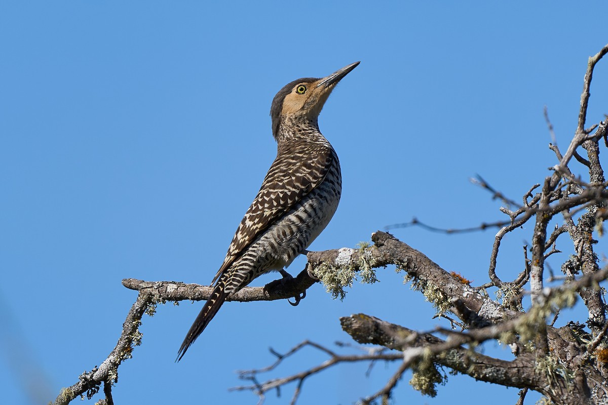 Chilean Flicker - ML623998851