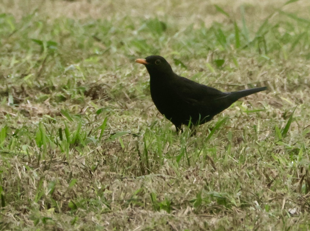 Eurasian Blackbird - ML623998958