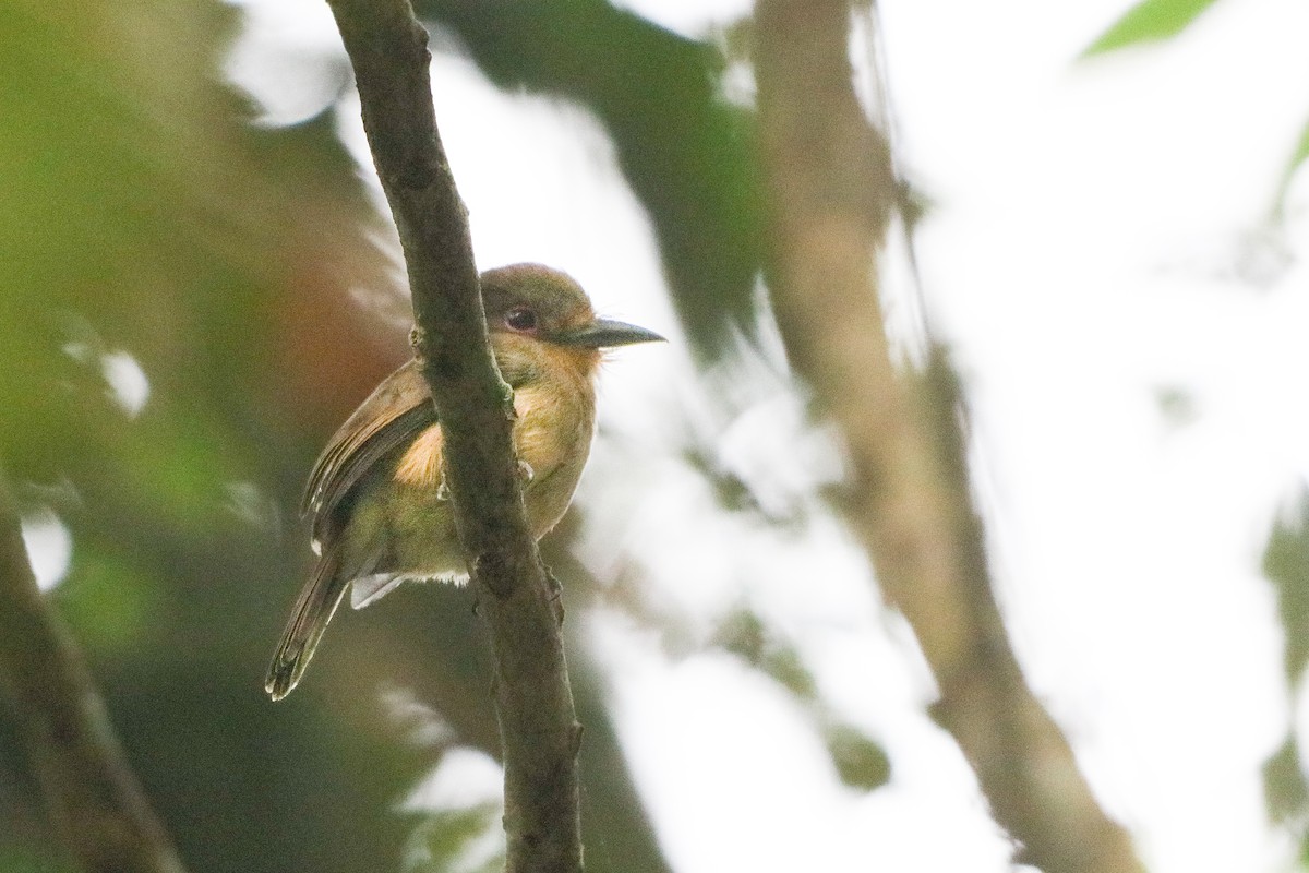 Fulvous-chinned Nunlet - ML623998971