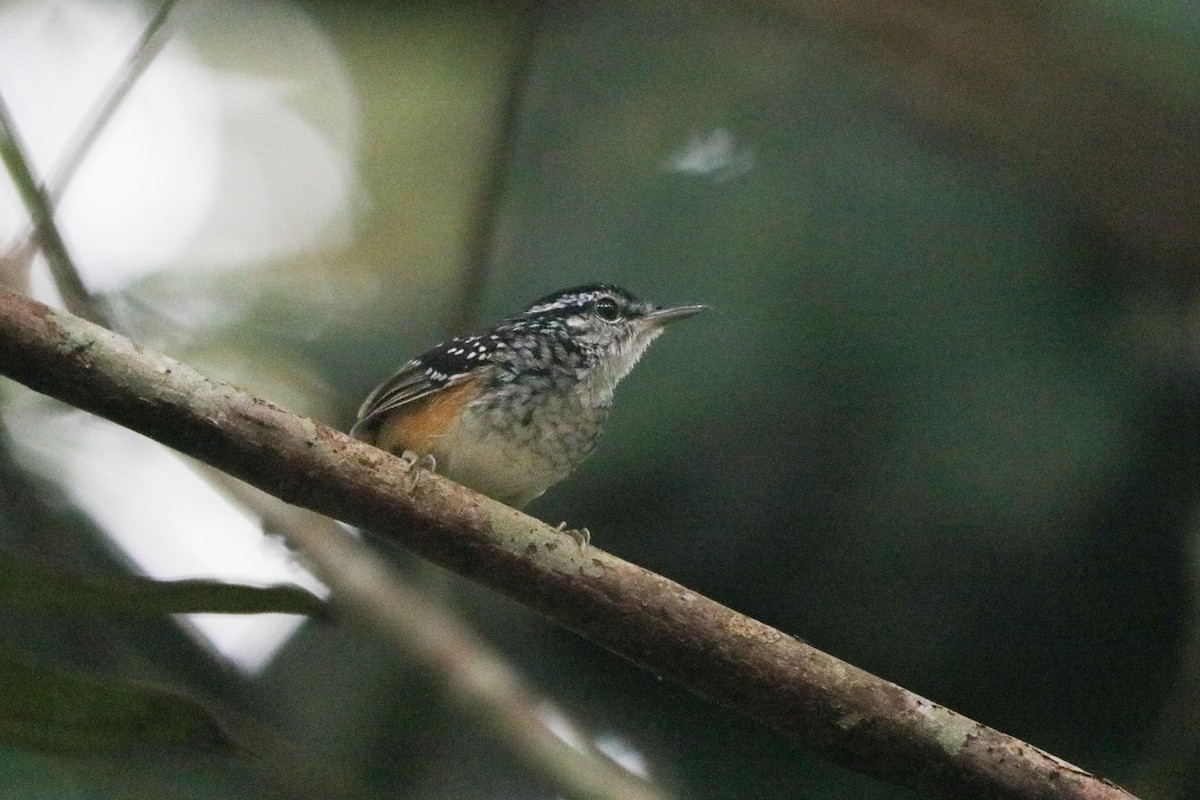 Peruvian Warbling-Antbird - ML623998977