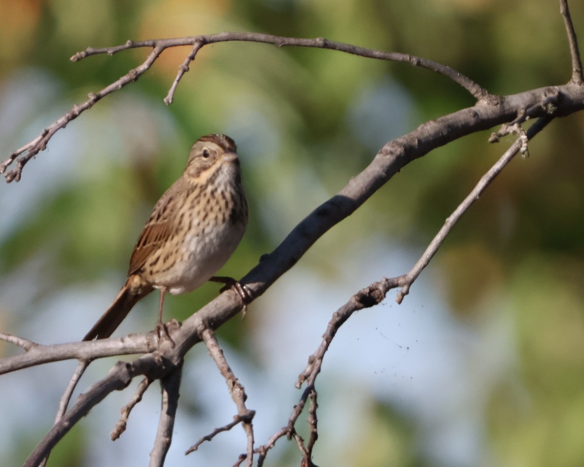 Lincoln's Sparrow - Capturing Michigan