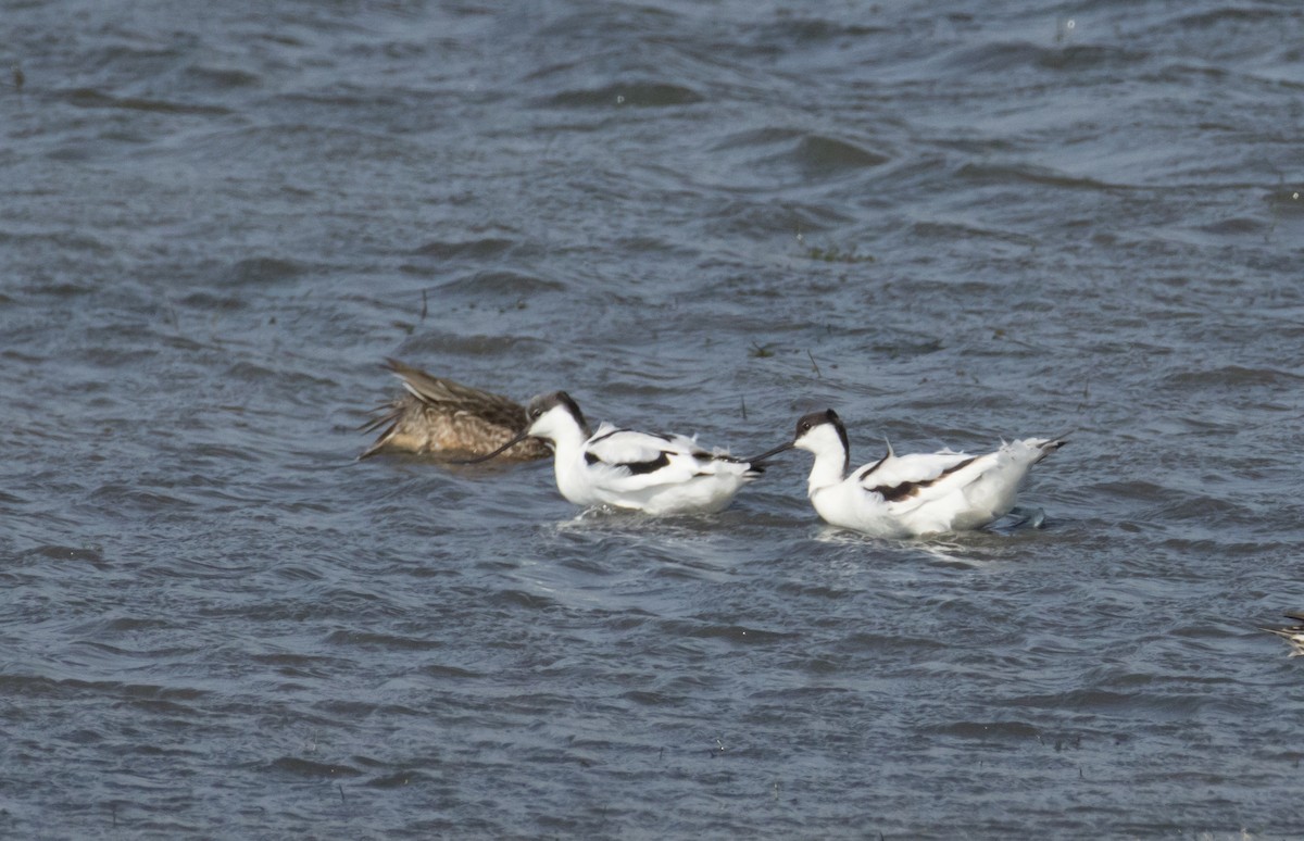 Pied Avocet - ML623999023