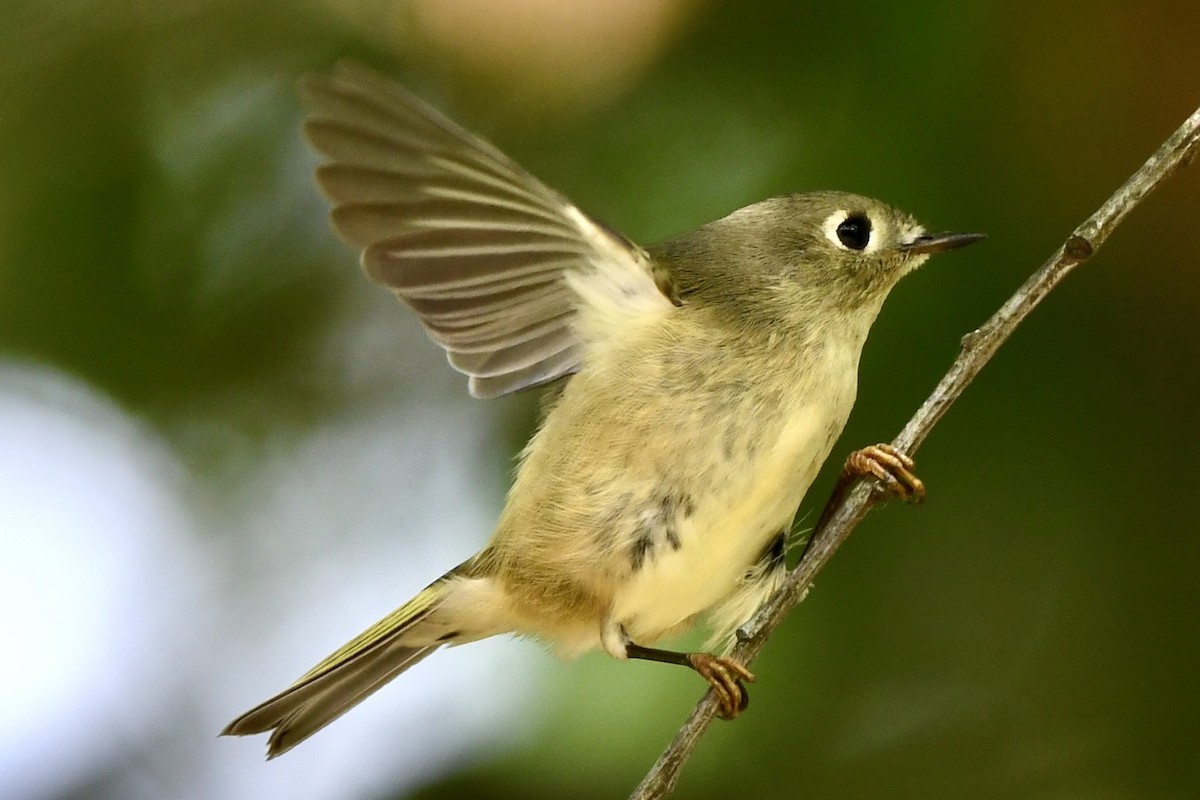 Ruby-crowned Kinglet - ML623999064