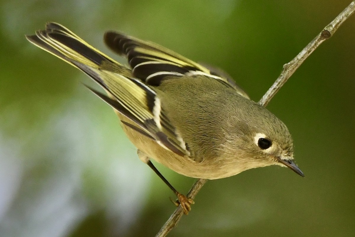 Ruby-crowned Kinglet - ML623999065