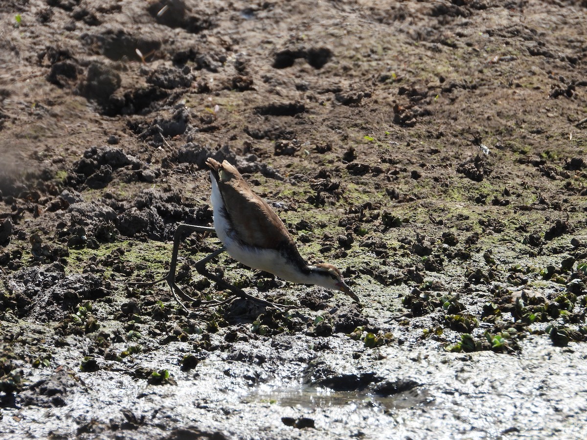 Wattled Jacana - ML623999069