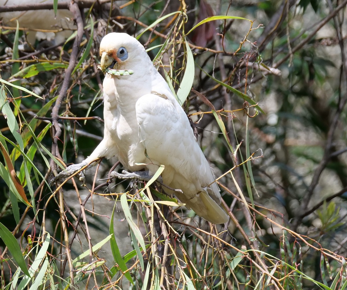 Little Corella - ML623999075