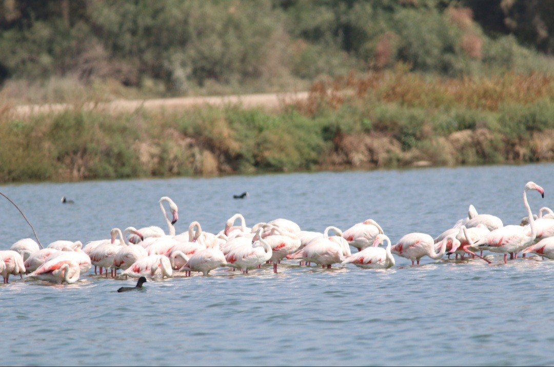 Flamant rose - ML623999077