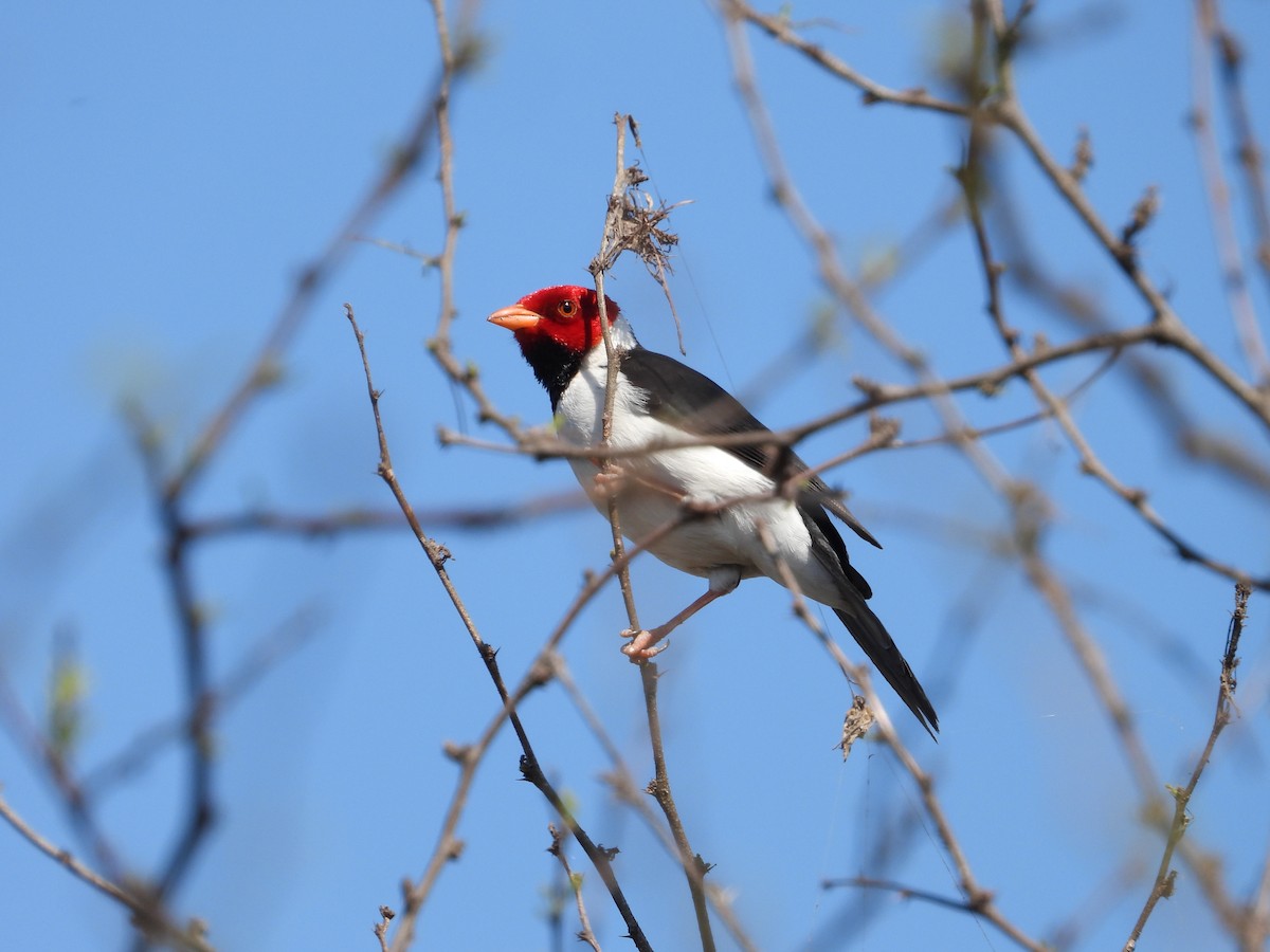 Yellow-billed Cardinal - ML623999096