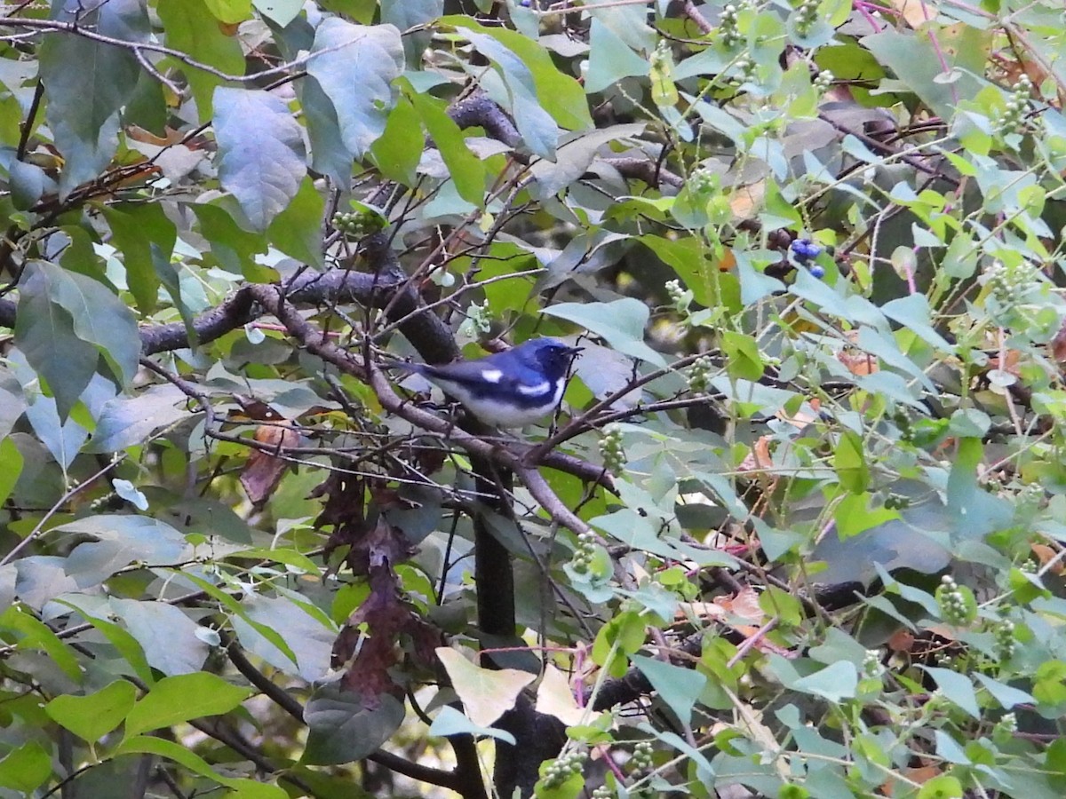 Black-throated Blue Warbler - Steve & Josette Bonamo