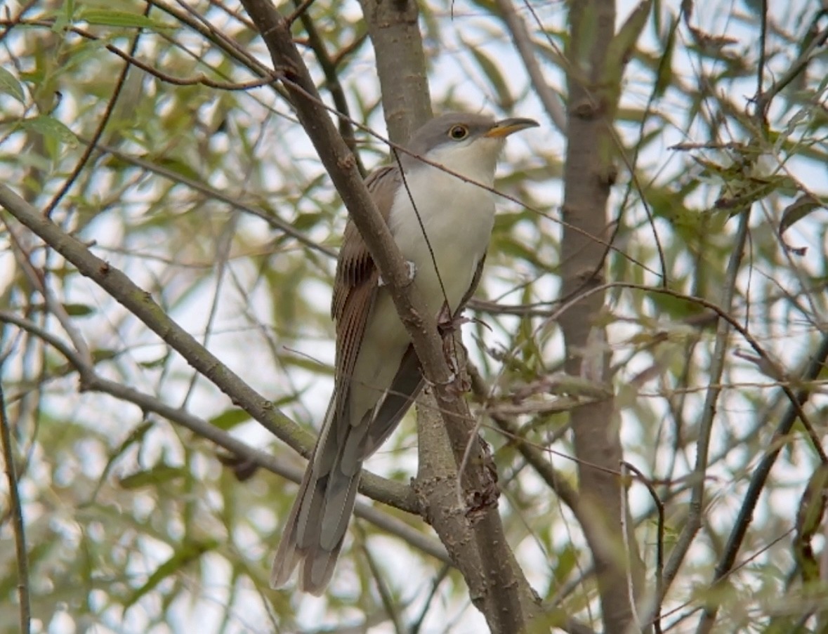 Yellow-billed Cuckoo - ML623999179