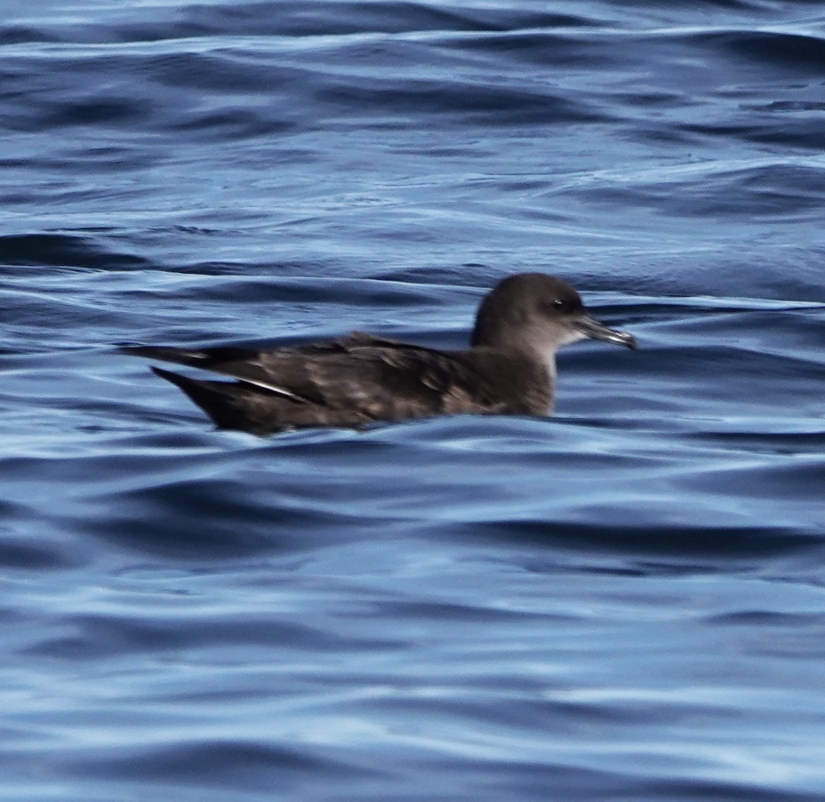 Sooty Shearwater - ML623999182