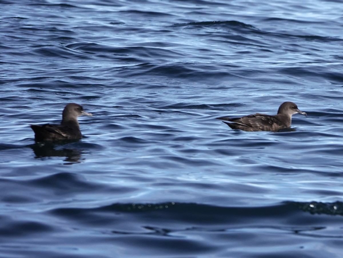 Sooty Shearwater - Andrew Malley