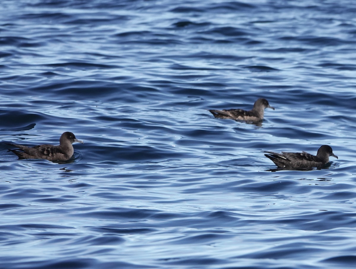 Sooty Shearwater - ML623999196