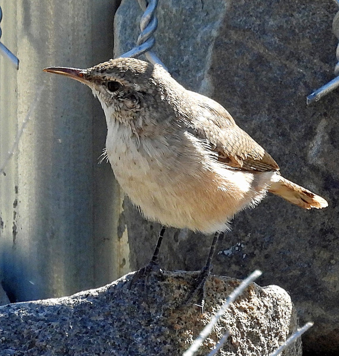 Rock Wren - ML623999202