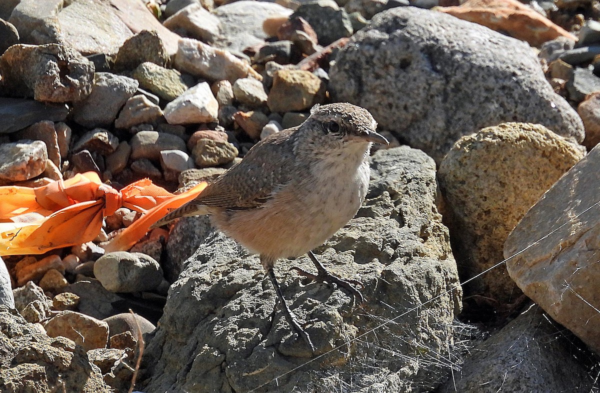 Rock Wren - ML623999211