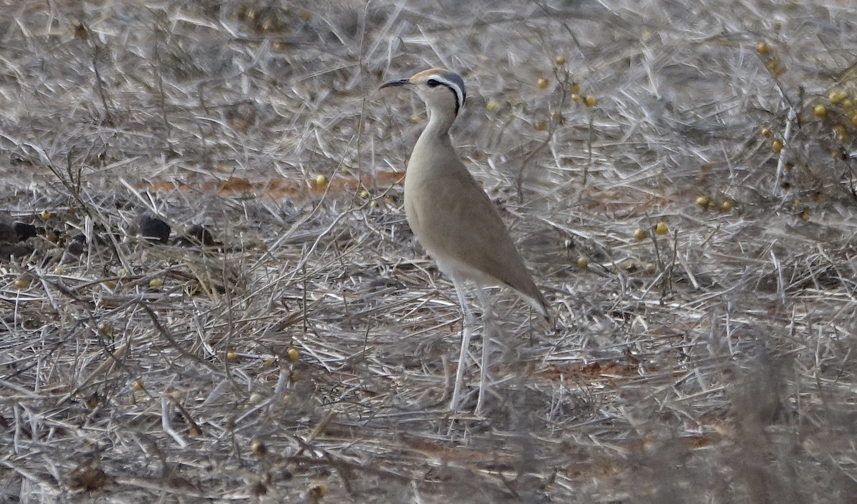 somaliløper - ML623999213