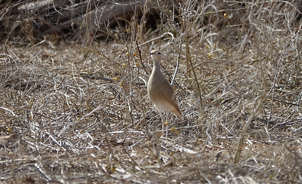 somaliløper - ML623999215