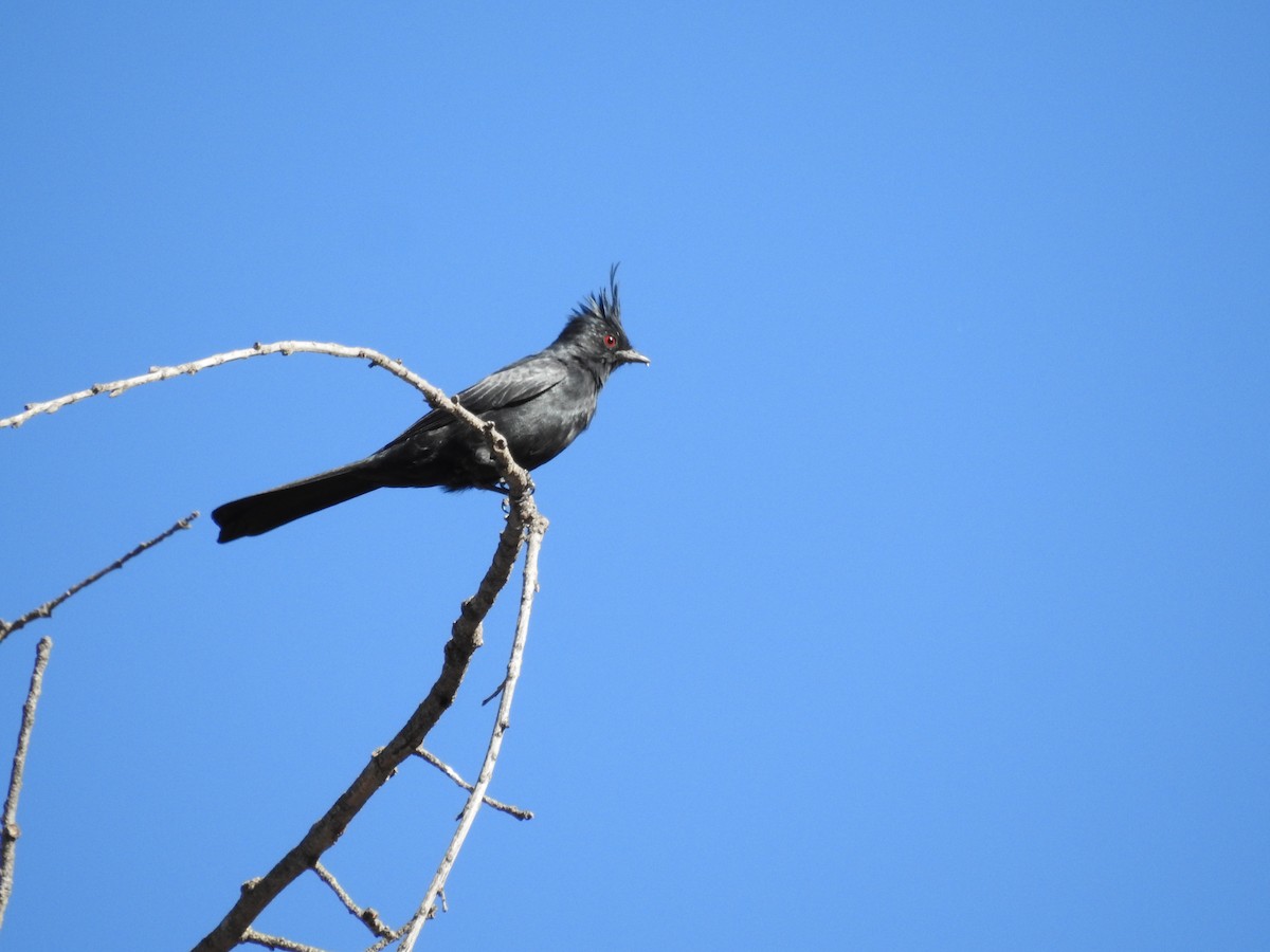 Phainopepla - Wenyi Zhou