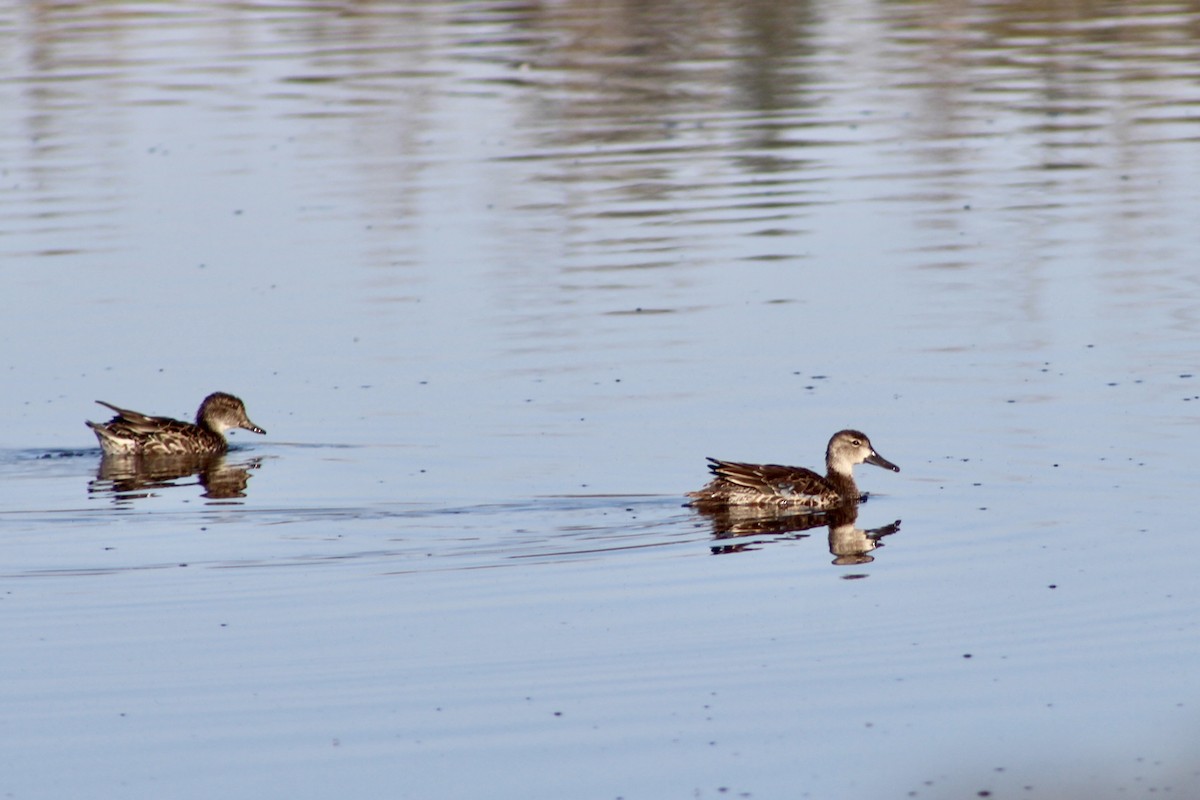 Blue-winged Teal - ML623999232