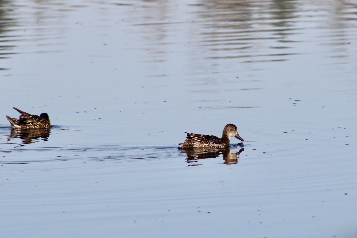 Blue-winged Teal - ML623999233