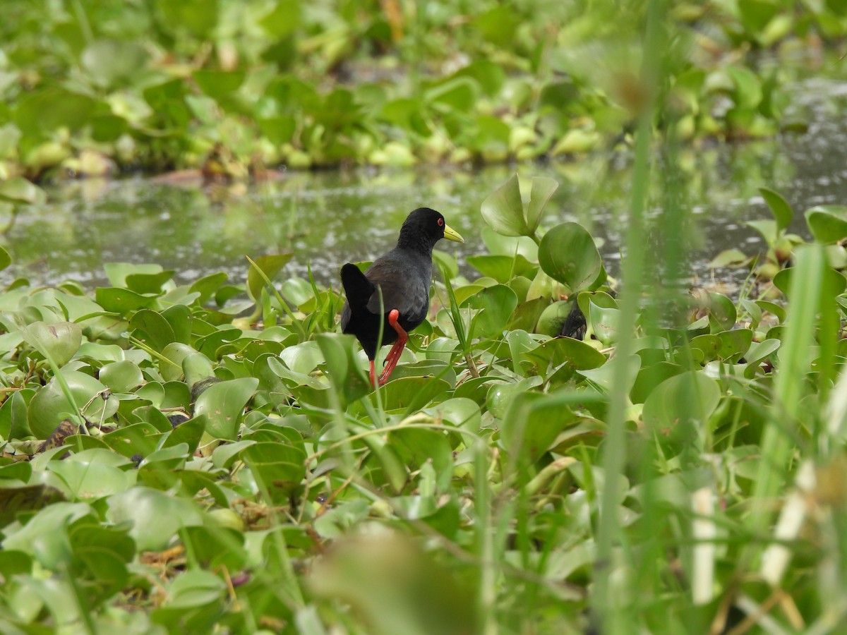 Black Crake - Adrián Colino Barea