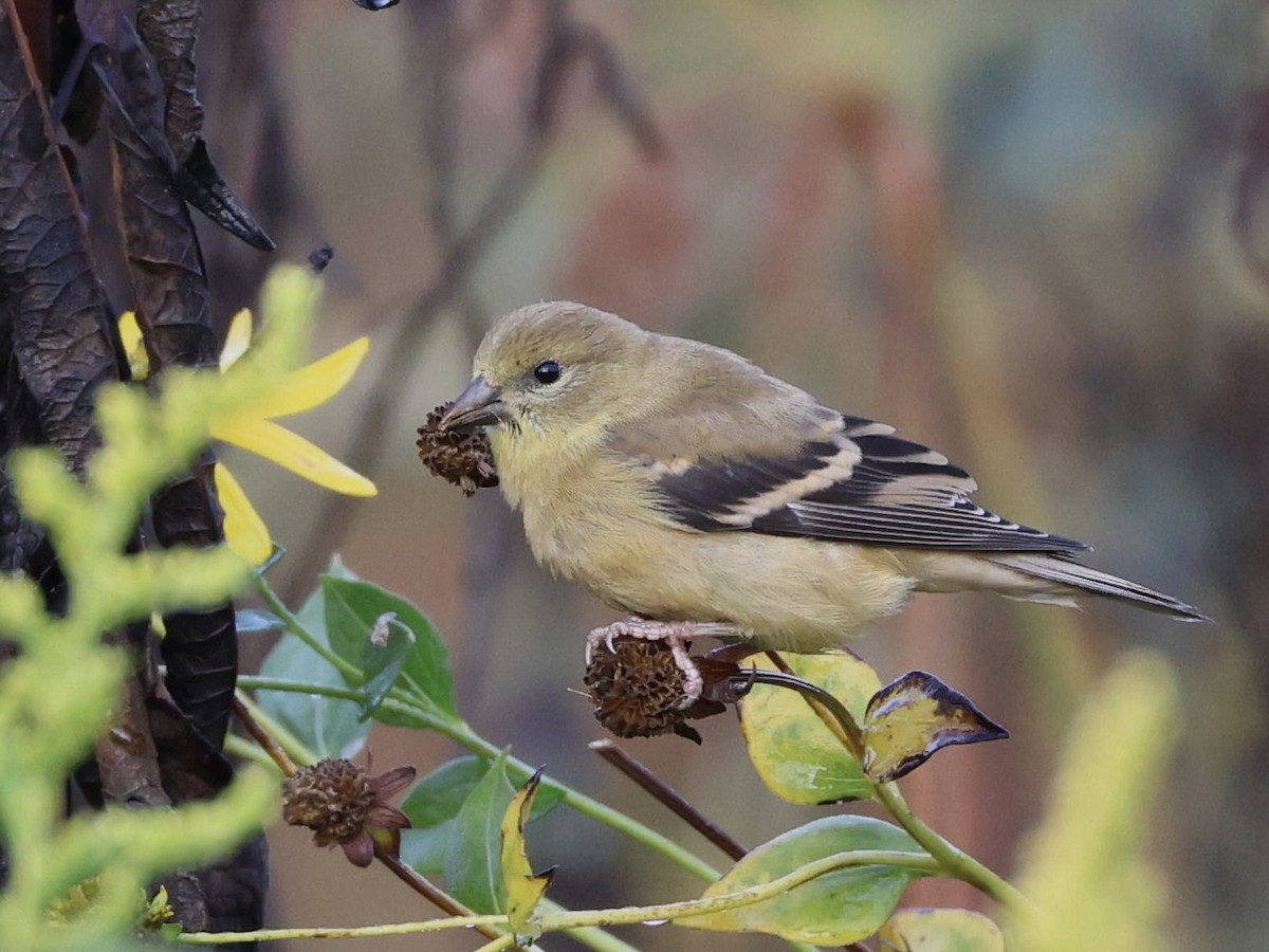 American Goldfinch - ML623999252