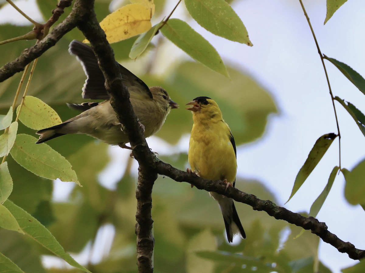 American Goldfinch - ML623999253