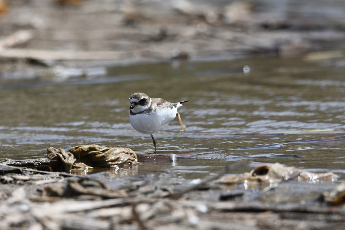 Semipalmated Plover - ML623999284