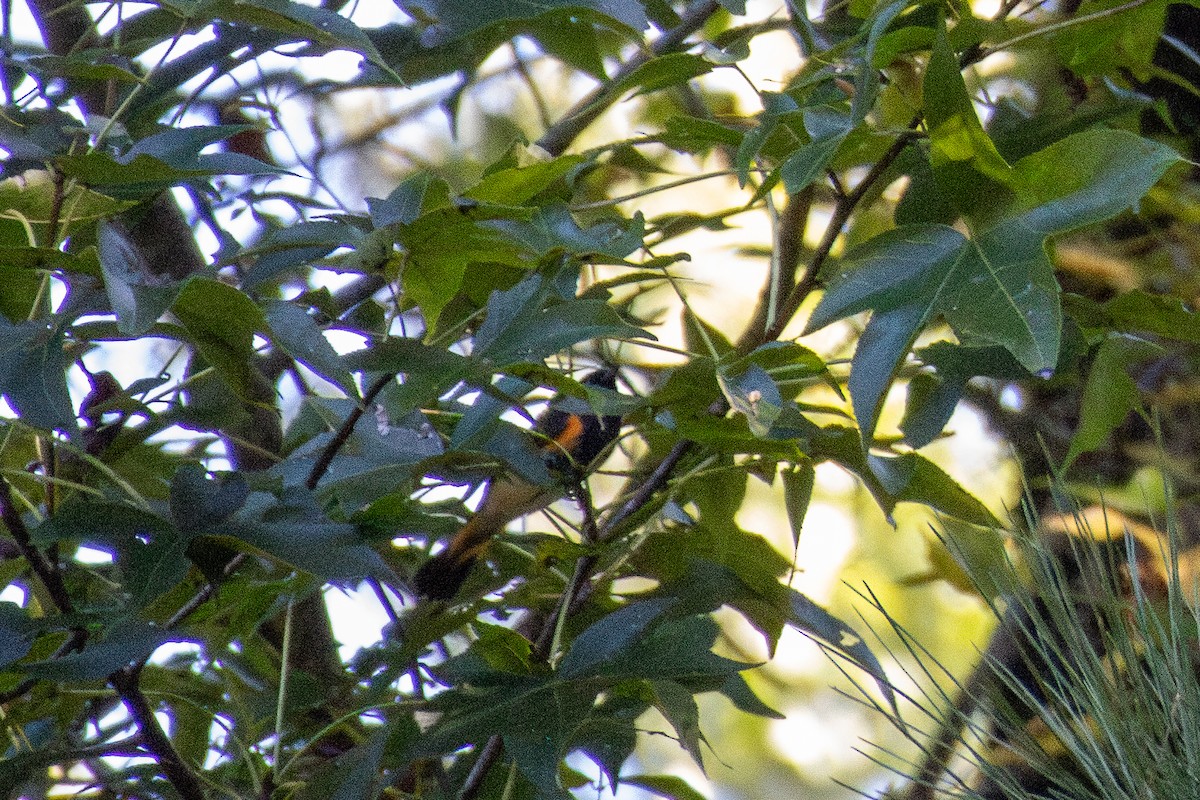 American Redstart - ML623999293