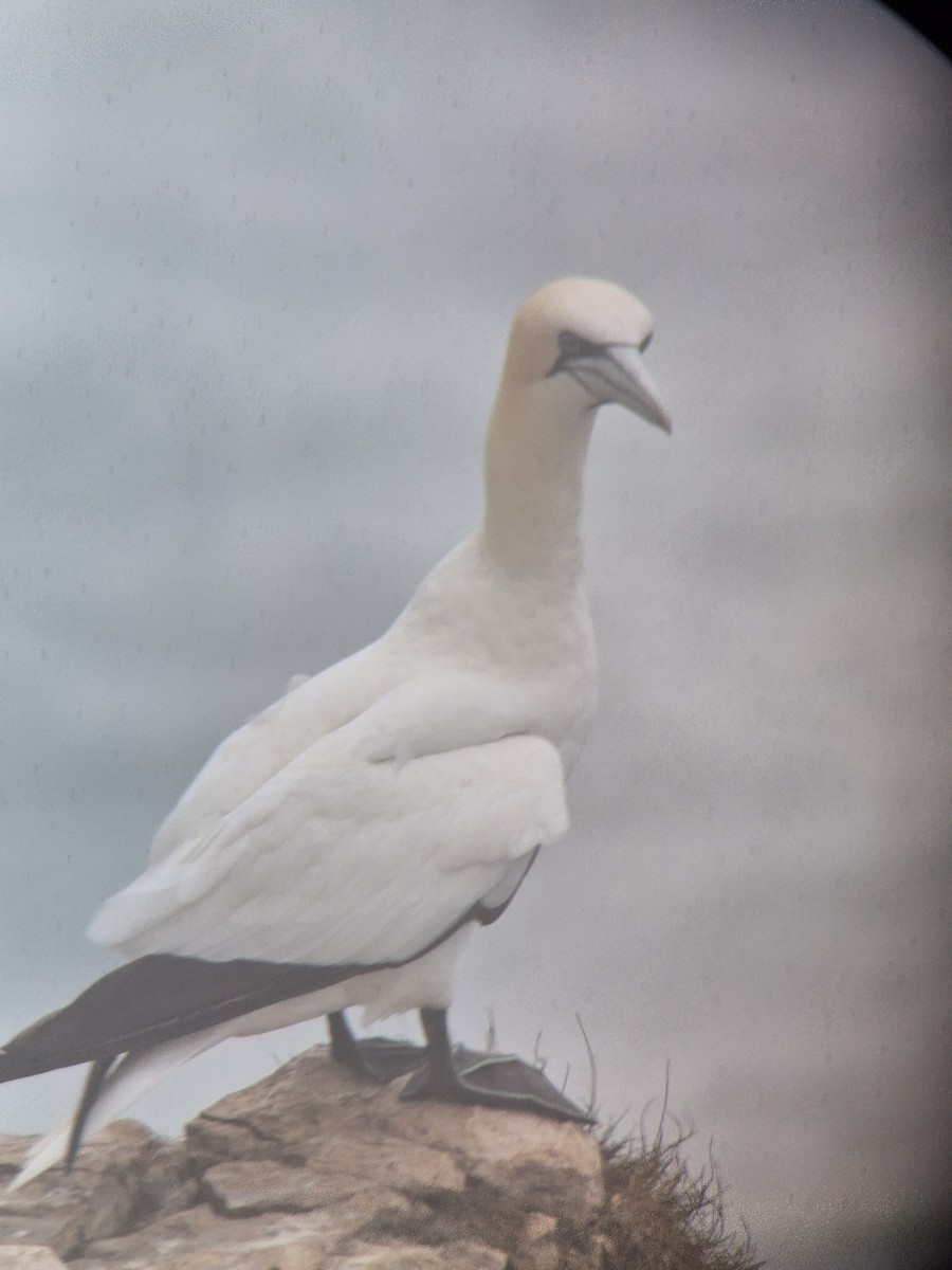 Northern Gannet - ML623999296