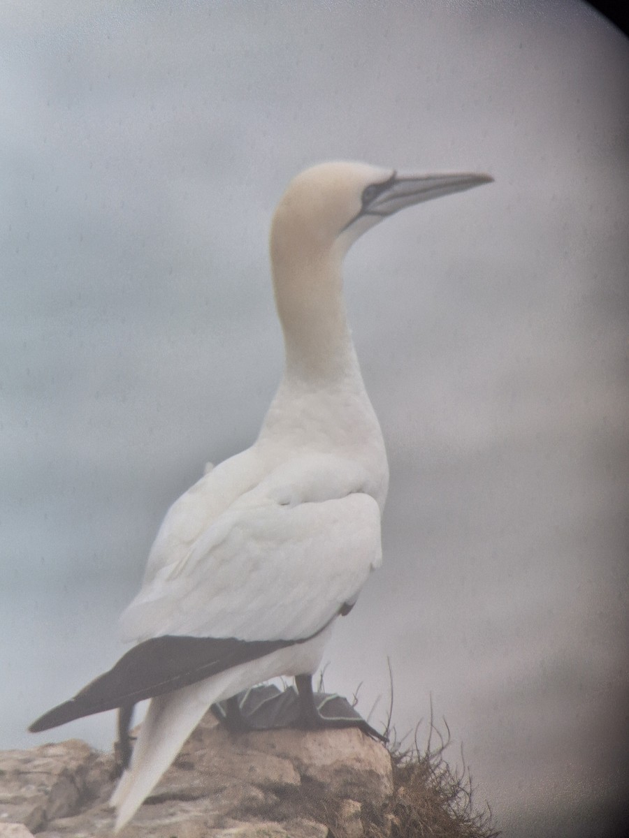 Northern Gannet - ML623999297