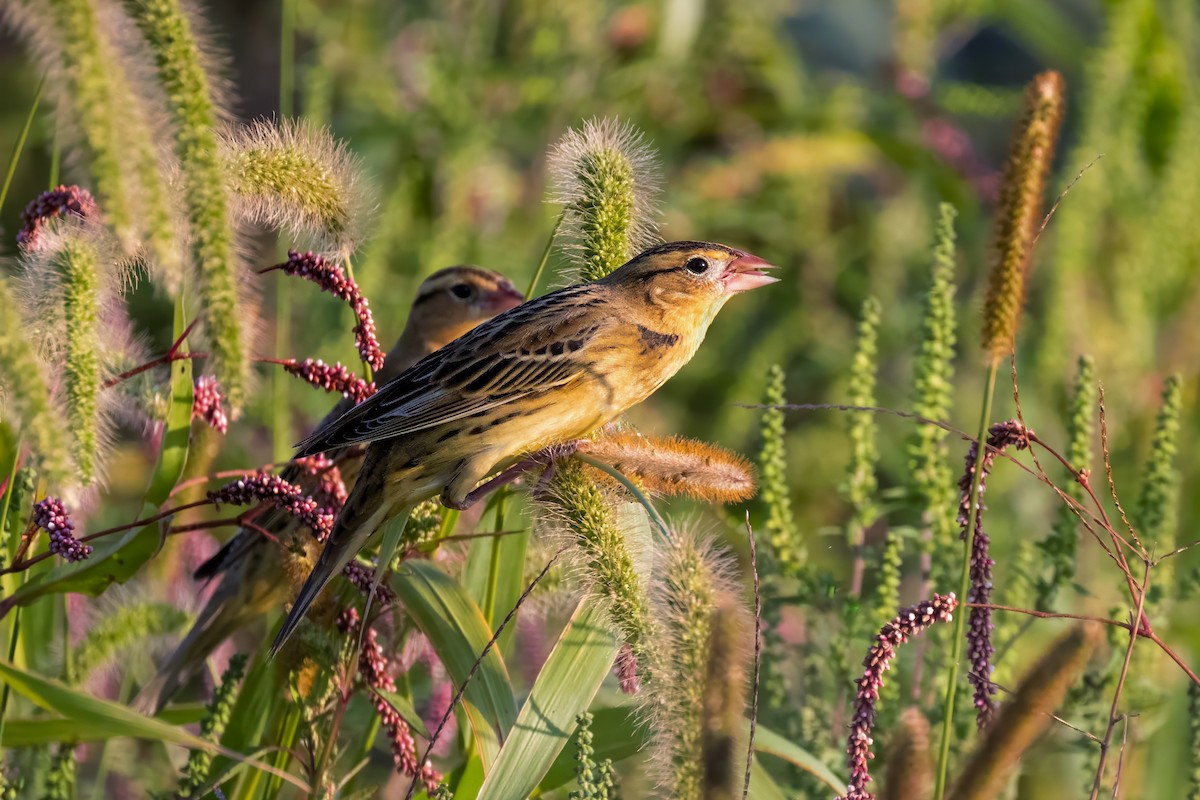 Bobolink - ML623999305