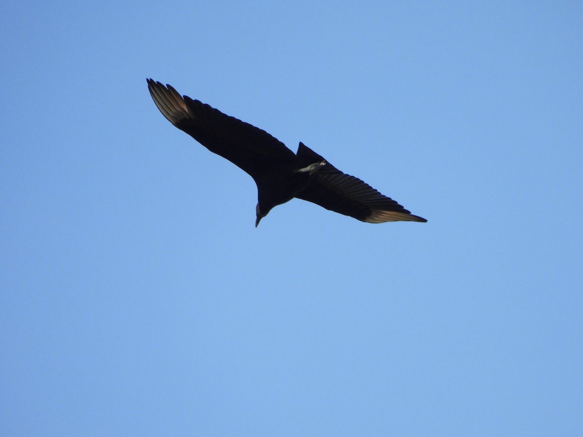 Black Vulture - ML623999310