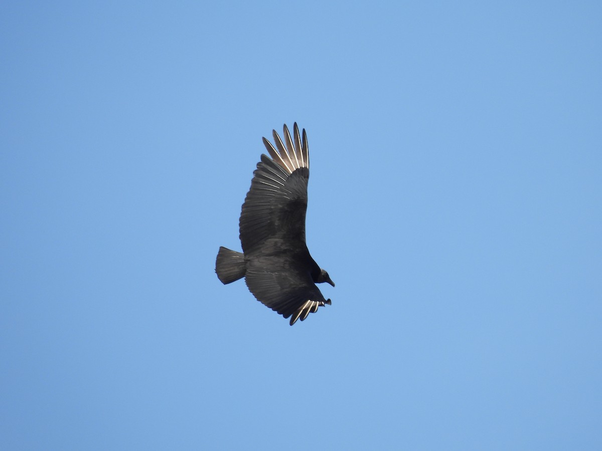 Black Vulture - ML623999311