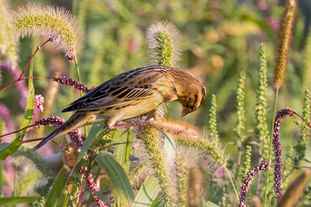 Bobolink - ML623999313