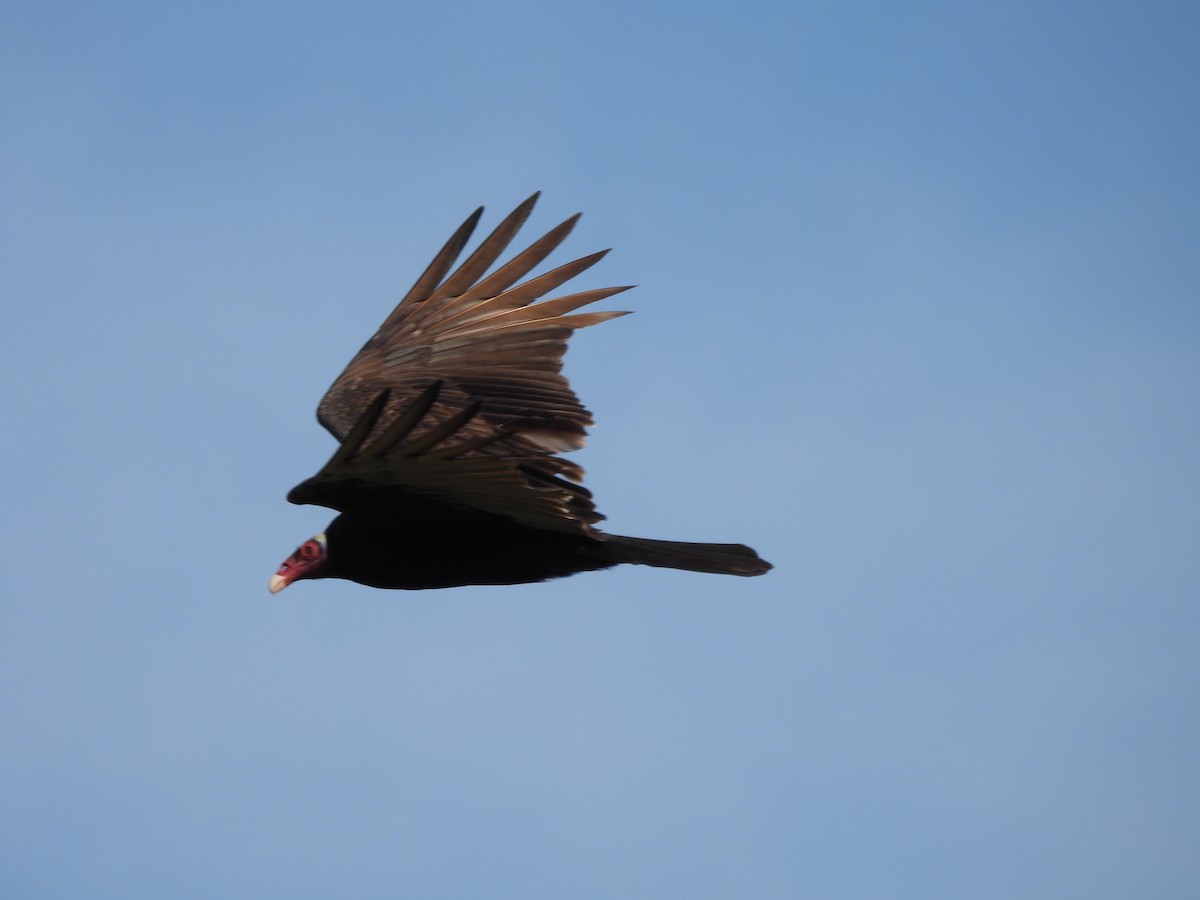 Turkey Vulture - ML623999326