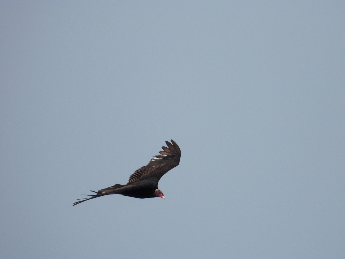 Turkey Vulture - Marcos López