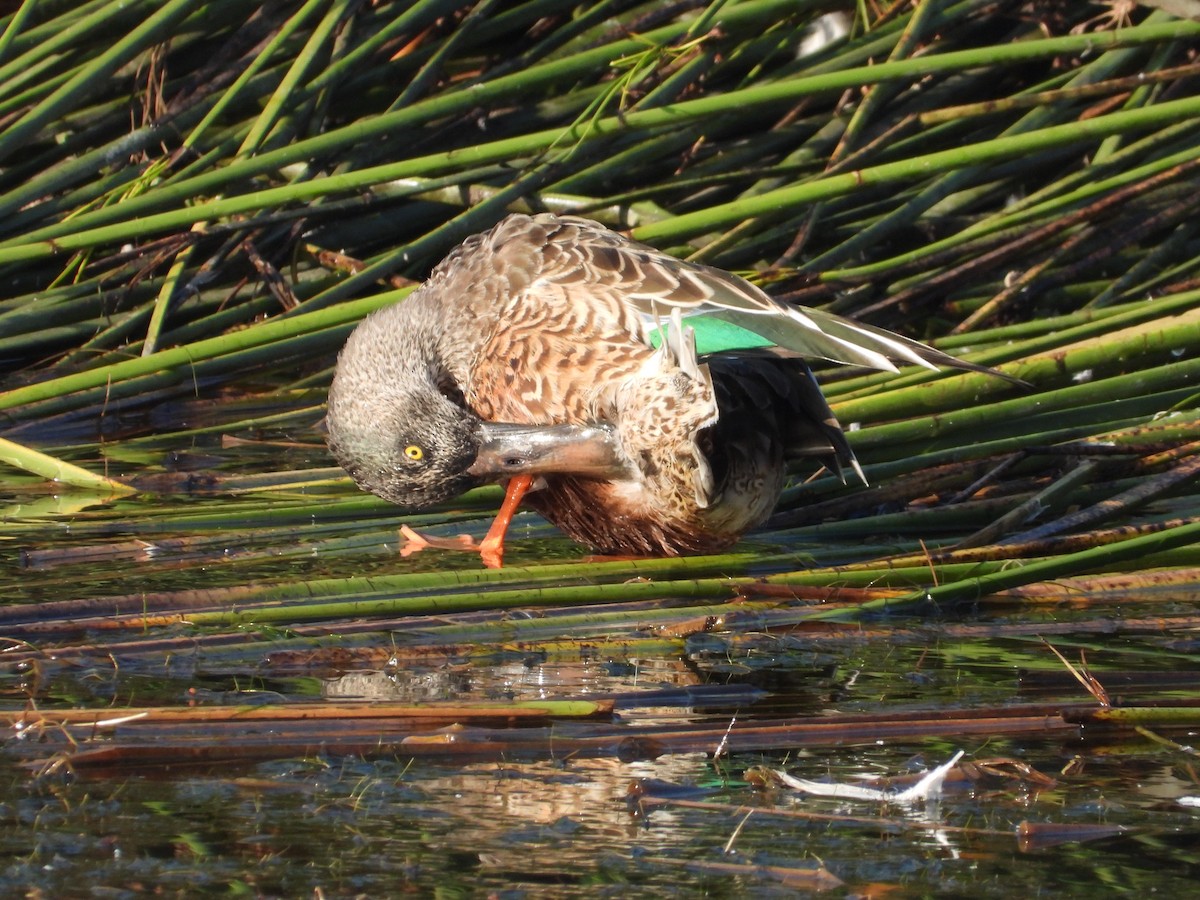 Northern Shoveler - ML623999337