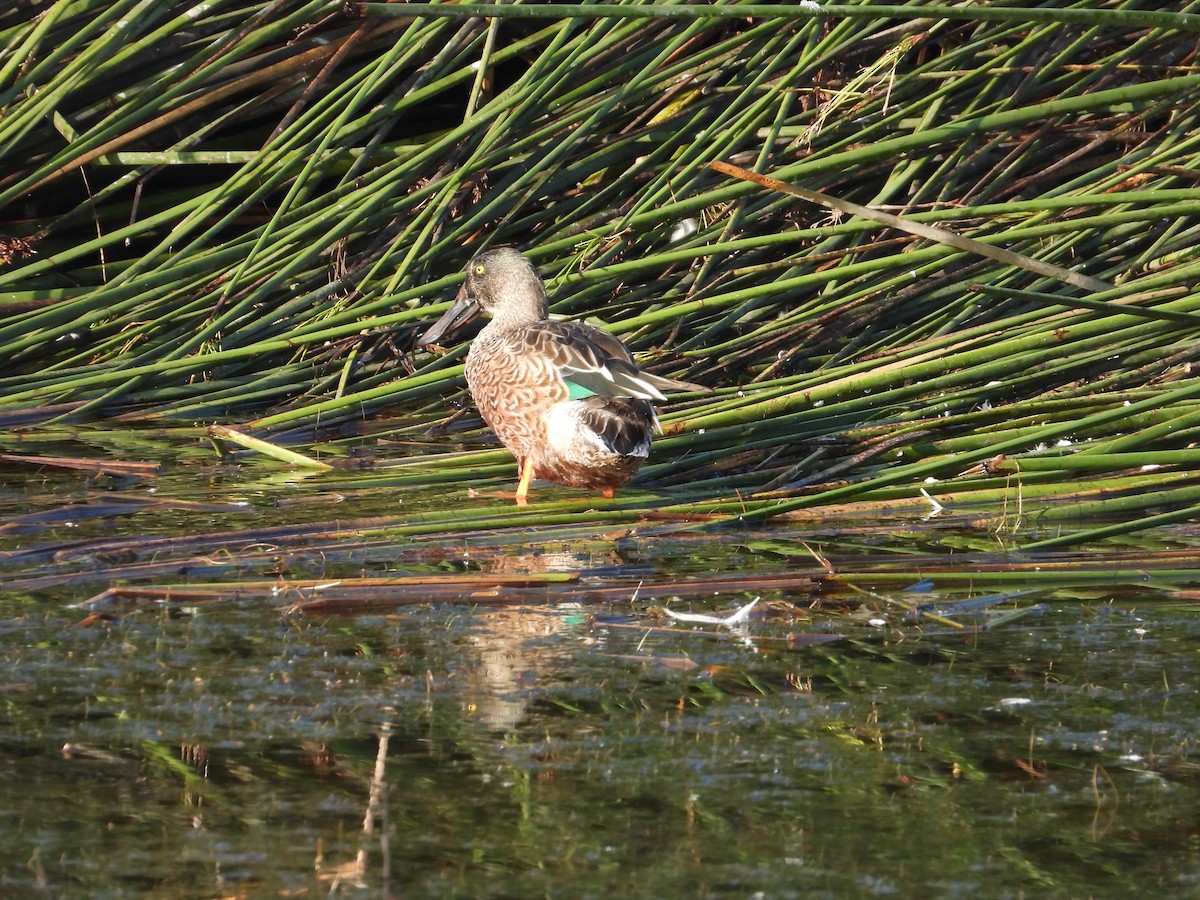 Northern Shoveler - ML623999338