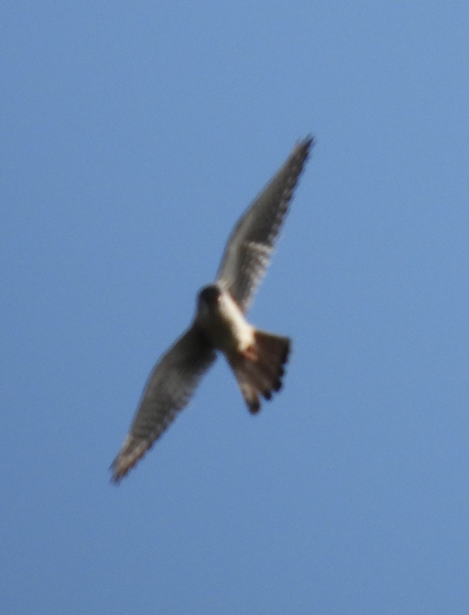 American Kestrel - ML623999341