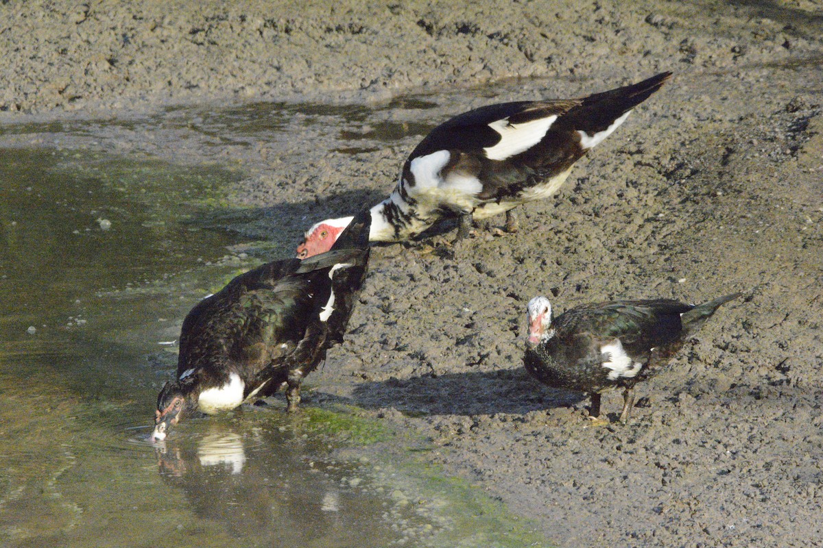 Muscovy Duck (Domestic type) - ML623999348