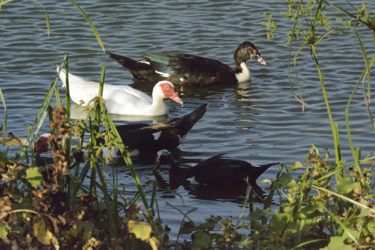 Muscovy Duck (Domestic type) - ML623999349