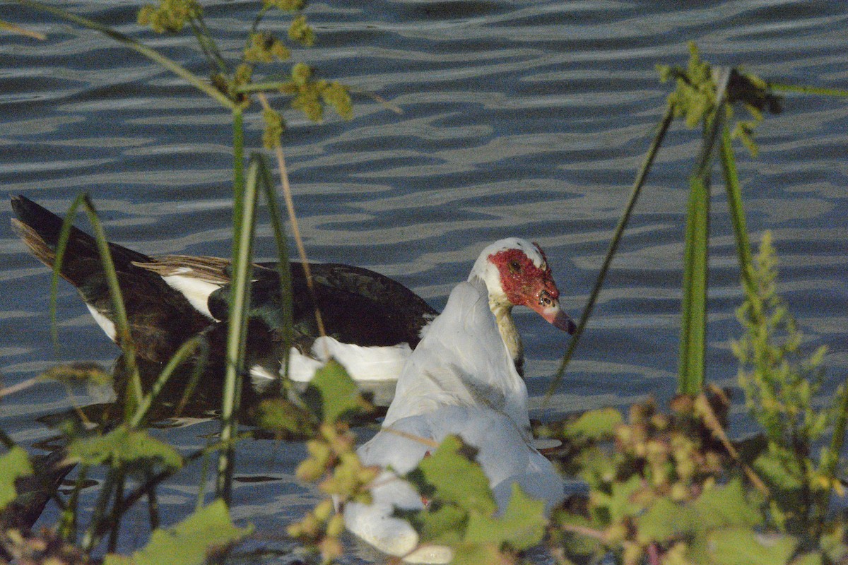 Muscovy Duck (Domestic type) - ML623999350