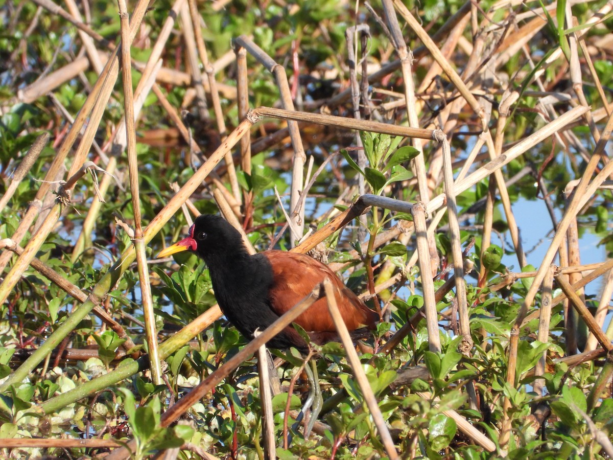 Wattled Jacana - ML623999354