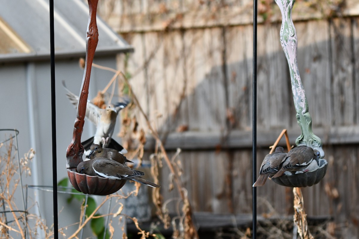 White-winged Dove - ML623999378